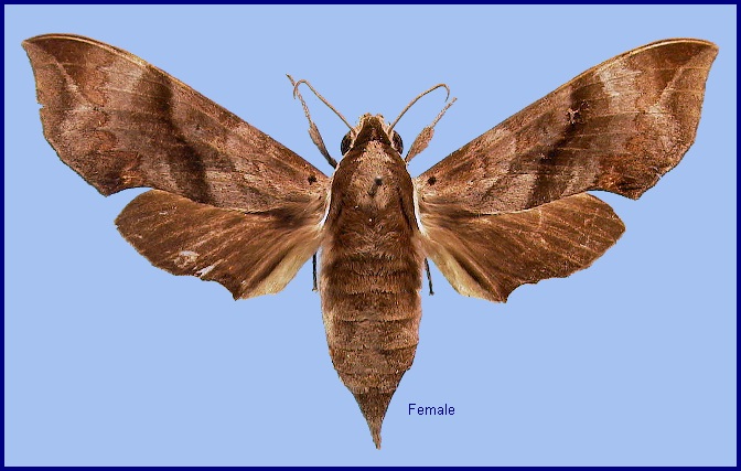 Female Enpinanga borneensis. Photo: &copy; NHMUK