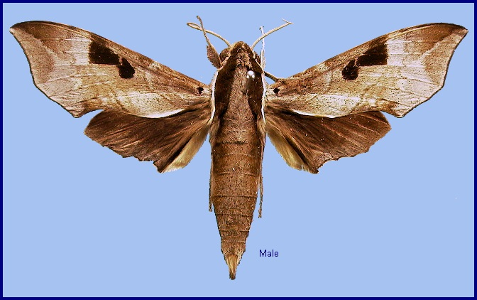 Male Enpinanga borneensis. Photo: &copy; NHMUK