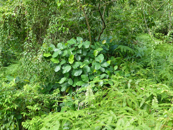 Typical habitat of Enpinanga borneensis with Dillenia suffruticosa, Cyberjaya, Kuala Lumpur area, Selangor, Malaysia, iv.2017. Photo: &copy; Tony Pittaway.