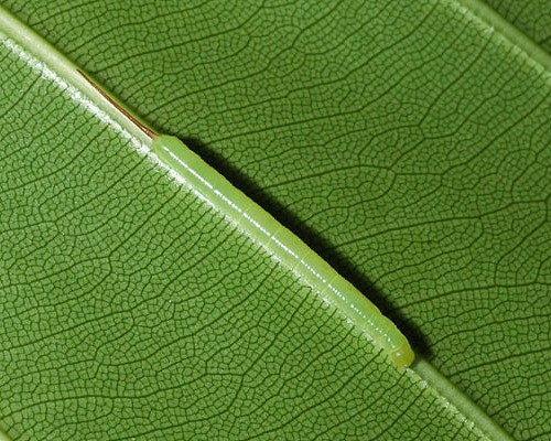 Young larva of Enpinanga borneensis, Singapore. Photo: &copy; Leong Tzi Ming.
