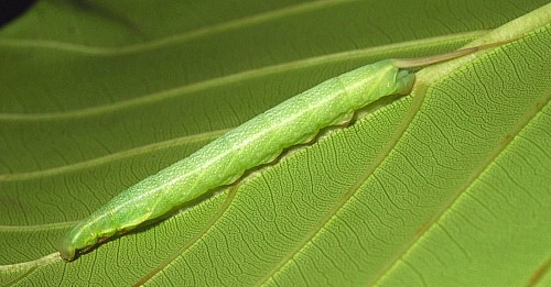 Intermediate larva of Enpinanga borneensis, Singapore. Photo: &copy; Leong Tzi Ming.