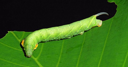 Final instar larva of Enpinanga borneensis, Singapore. Photo: &copy; Leong Tzi Ming.