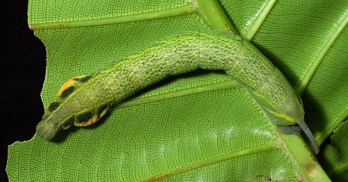 Pre-pupation larva of Enpinanga borneensis, Singapore. Photo: &copy; Leong Tzi Ming.