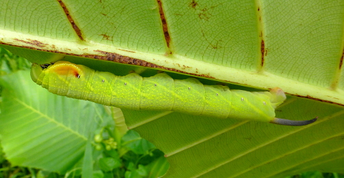 Final instar larva of Enpinanga borneensis on Dillenia suffruticosa, Cyberjaya, Kuala Lumpur area, Selangor, Malaysia, 4.iv.2017. Photo: &copy; Tony Pittaway.