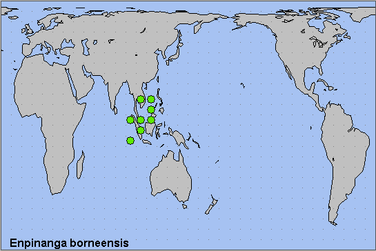 Global distribution of Enpinanga borneensis. Map: &copy; NHMUK.