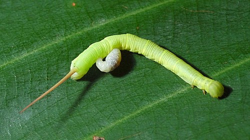 Young larva of Enpinanga borneensis with parasite larva, Singapore. Photo: &copy; Leong Tzi Ming.