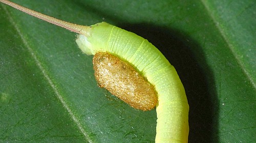 Young larva of Enpinanga borneensis with parasite cocoon, Singapore. Photo: &copy; Leong Tzi Ming.