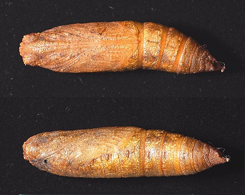 Pupa of Enpinanga borneensis, Singapore. Photo: &copy; Leong Tzi Ming.