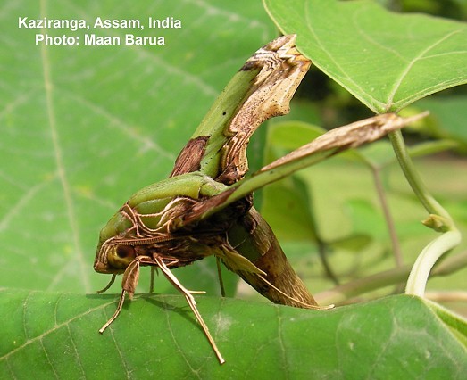 Adult of Eupanacra busiris busiris in resting position, Kaziranga, Assam, India. Photo: &copy; Maan Barua