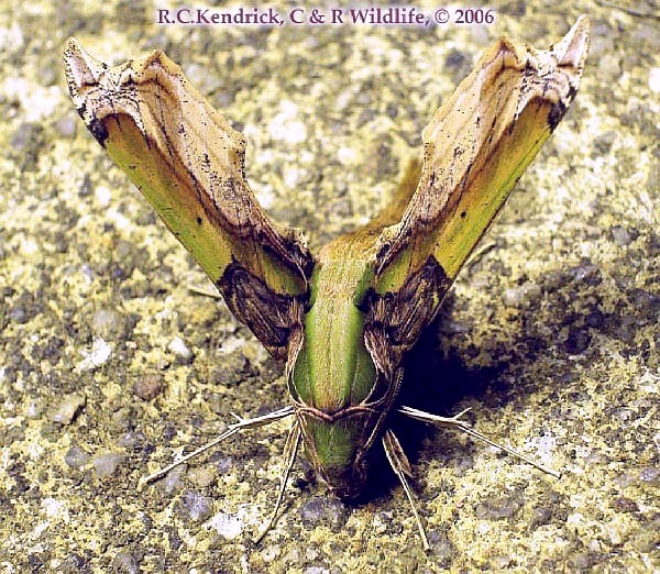 Adult of Eupanacra busiris busiris in resting position, Hong Kong. Photo: &copy; Roger Kendrick