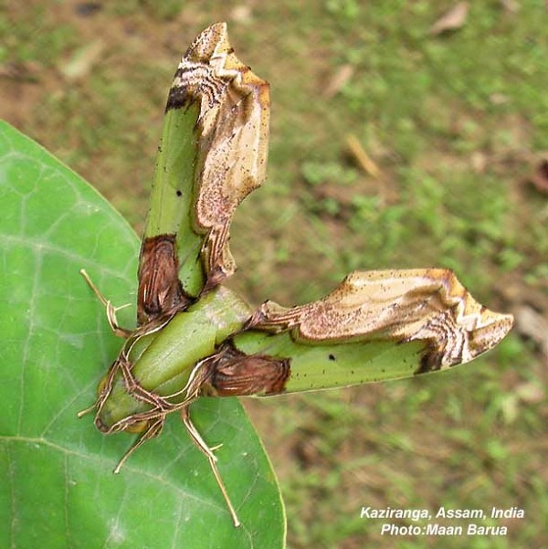 Adult of Eupanacra busiris busiris in resting position, Kaziranga, Assam, India. Photo: &copy; Maan Barua