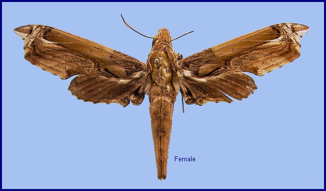 Female Enpinanga busiris busiris. Photo: &copy; NHMUK
