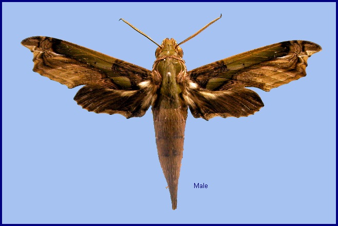 Male Enpinanga busiris busiris. Photo: &copy; NHMUK