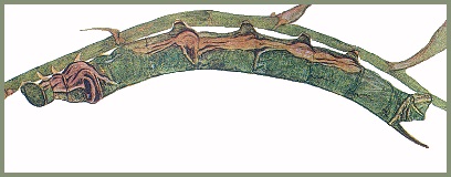 Full grown larva of Eupanacra busiris busiris. Image: Mell, 1922b
