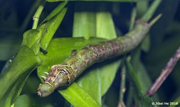 Full grown larva of Eupanacra busiris busiris, Menglun County, Yunnan, China, 500m. Photo: &copy; He JiBai, 2018.