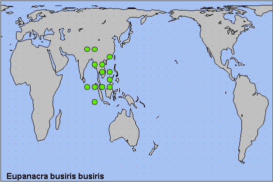 Global distribution of Eupanacra busiris busiris. Map: &copy; NHMUK.