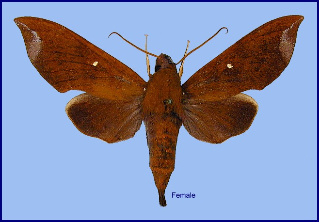 Female Eurypteryx dianae (upperside), Dayao Shan, Guangxi, China. Photo: &copy; Ronald Brechlin