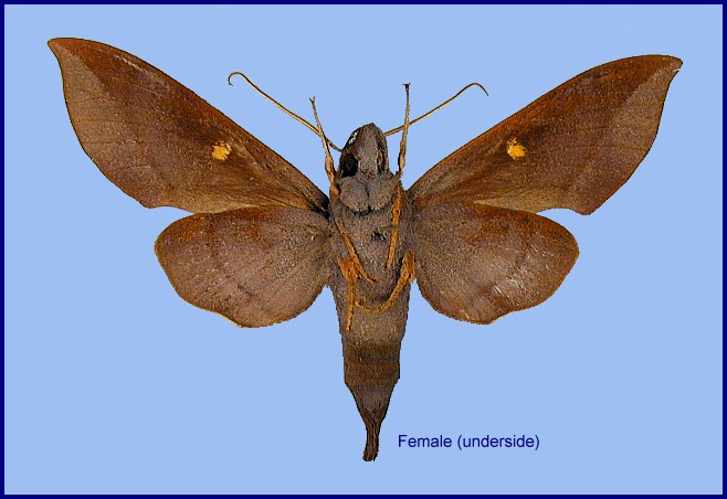 Female Eurypteryx dianae (underside), Dayao Shan, Guangxi, China. Photo: &copy; Ronald Brechlin