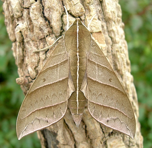 Adult male Elibia dolichoides, Xishuangbanna, Yunnan, China. Photo: &copy; Tony Pittaway