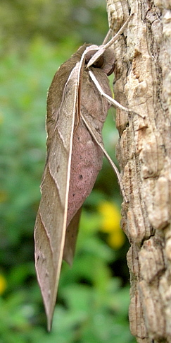 Adult male Elibia dolichoides, Xishuangbanna, Yunnan, China. Photo: &copy; Tony Pittaway