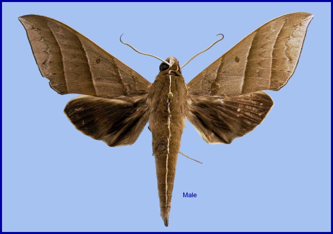 Adult male Elibia dolichoides. Photo: &copy; NHMUK