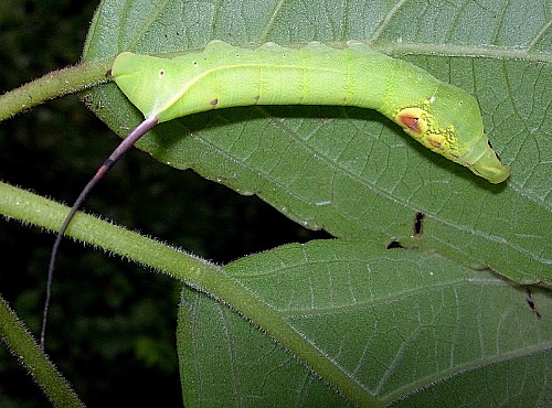 Fourth instar larva of Elibia dolichoides, Xishuangbanna, Yunnan, China, 28.viii.2005. Photo: &copy; Tony Pittaway