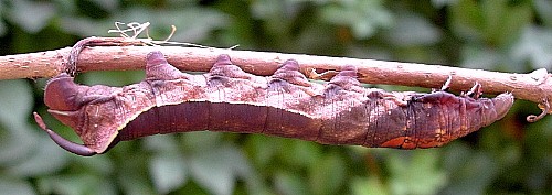 Final instar brown form larva of Elibia dolichoides, Xishuangbanna, Yunnan, China. Photo: &copy; Tony Pittaway