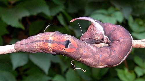 Final instar brown form larva of Elibia dolichoides, Xishuangbanna, Yunnan, China. Photo: &copy; Tony Pittaway