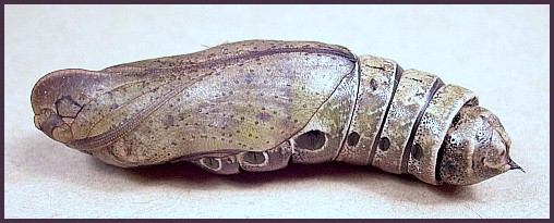 Pupa of Elibia dolichoides, Xishuangbanna, Yunnan, China. Photo: &copy; Tony Pittaway