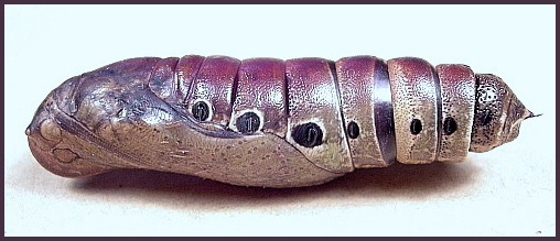 Pupa of Elibia dolichoides, Xishuangbanna, Yunnan, China. Photo: &copy; Tony Pittaway