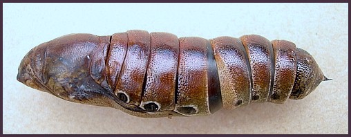 Pupa of Elibia dolichoides, Xishuangbanna, Yunnan, China. Photo: &copy; Tony Pittaway