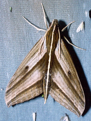 Adult Elibia dolichus, Thailand. Photo: &copy; Ian Kitching