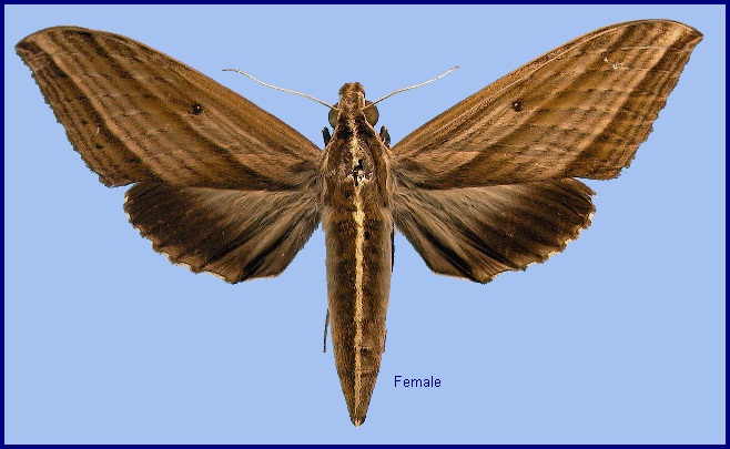 Female Elibia dolichus. Photo: &copy; NHMUK