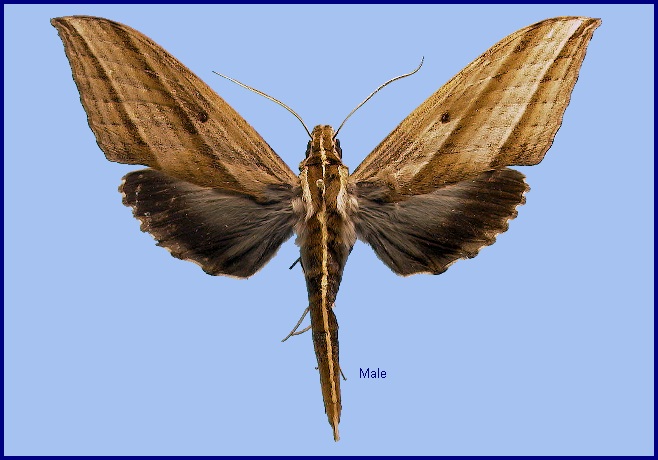 Male Elibia dolichus. Photo: &copy; NHMUK