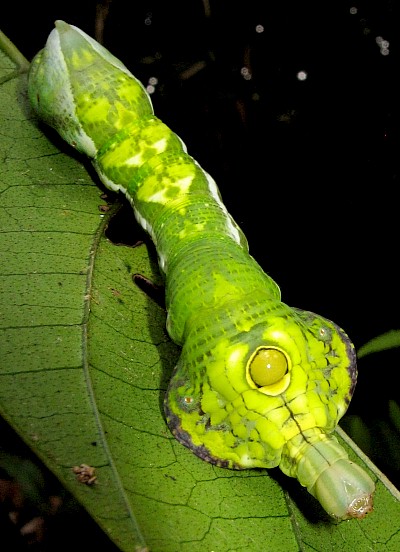 Final instar, green form larva of Elibia dolichus, Bintulu Div., Sarawak, Malaysia. Photo: &copy; Leong Tzi Ming