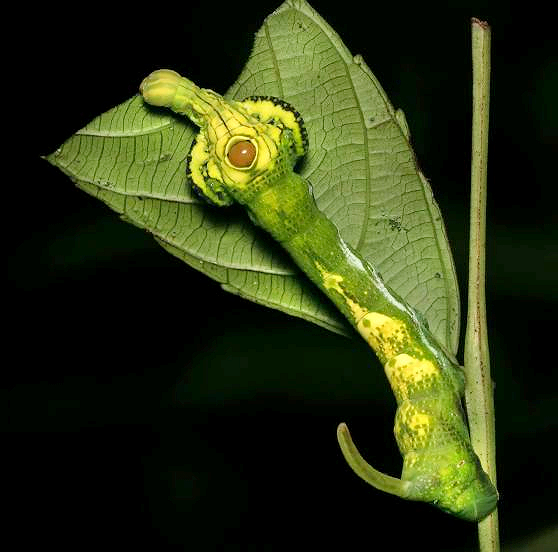 Fourth instar, green form larva of Elibia dolichus, Khao Sok National Park, Thailand, 2018. Photo: &copy; Chris Khaosok.