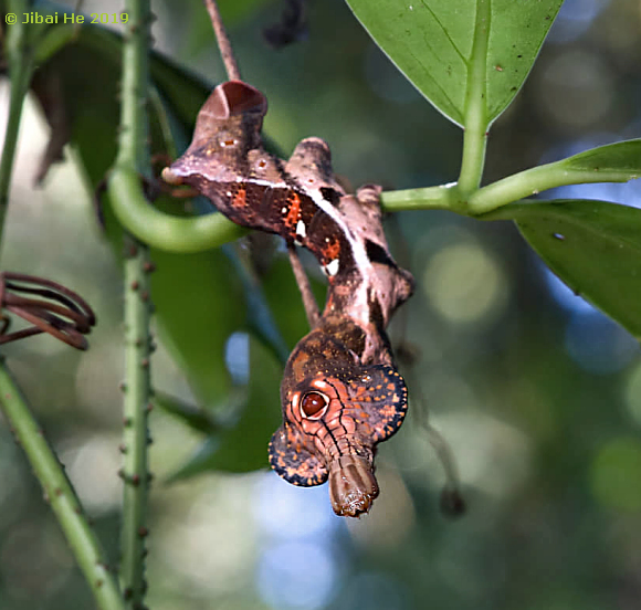 Final instar, brown form larva of Elibia dolichus, Menglun, Yunnan, China, 31.i.2019. Photo: &copy; He JiBai.