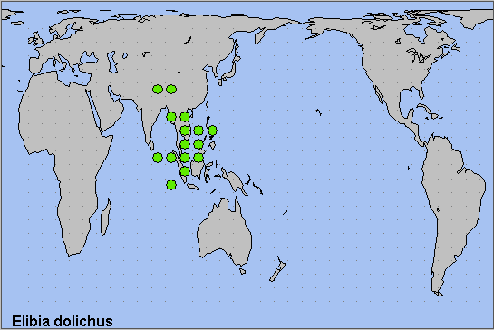 Global distribution of Elibia dolichus. Map: &copy; NHMUK.
