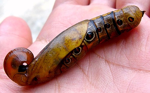 Pupa of Elibia dolichus, Bintulu Div., Sarawak, Malaysia. Photo: &copy; Leong Tzi Ming