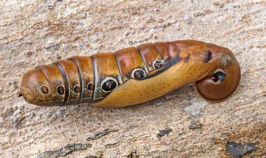 Pupa of Elibia dolichus, Khao Sok National Park, Thailand, 2018. Photo: &copy; Chris Khaosok.