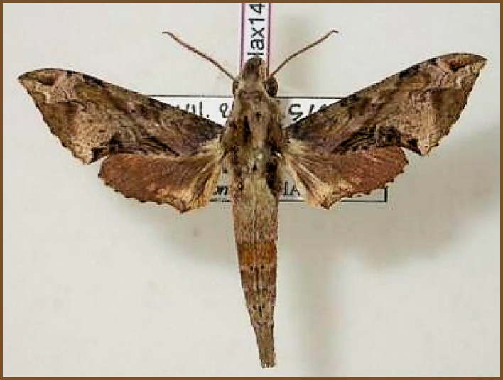 Male Eupanacra frena, Tadlo, Laos, leg. Jean Haxaire. Photo: &copy; Jean Haxaire, NHMUK