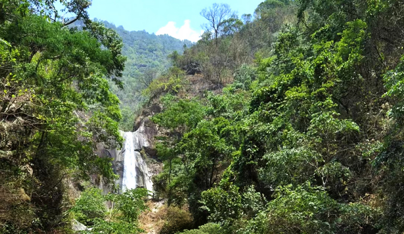 Habitat of Eupanacra frena, Yingjiang, Yunnan, China. Photo: &copy; Jiang, Wang, Xu, Wang & Hu, 2026.