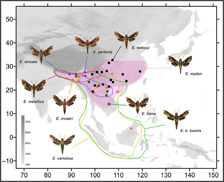 Global distribution of Eupanacra busiris busiris. Map: &copy; Jiang, Wang, Xu, Wang & Hu, 2026.