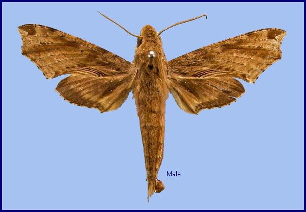 Male Eupanacra malayana. Photo: &copy; NHMUK