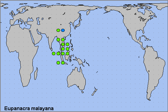 Global distribution of Eupanacra malayana. Map: &copy; NHMUK.