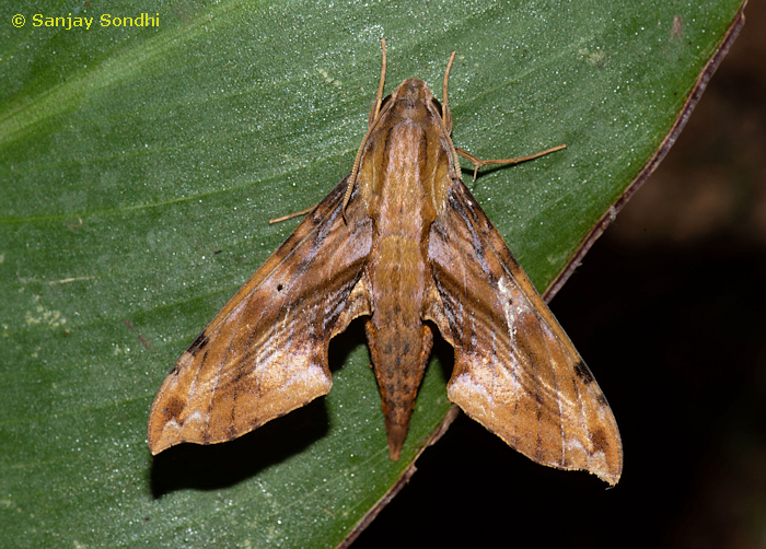 Eupanacra metallica, Pange, near Talle Valley Wildlife Sanctuary, Arunachal Pradesh, India, 27.viii.2019. Photo: &copy; Sanjay Sondhi
