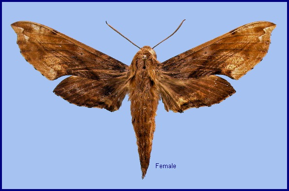 Female Eupanacra metallica. Photo: &copy; NHMUK