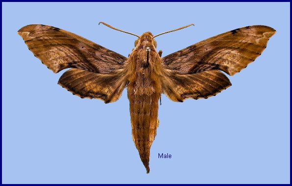 Male Eupanacra metallica. Photo: &copy; NHMUK