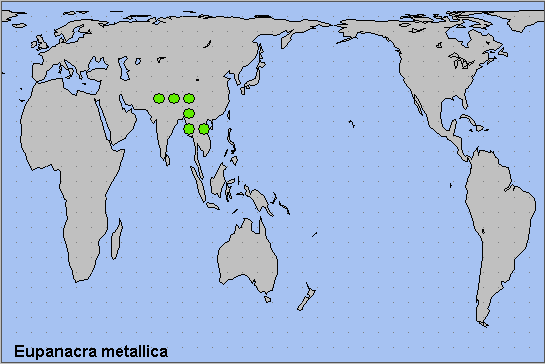 Global distribution of Eupanacra metallica. Map: &copy; NHMUK.