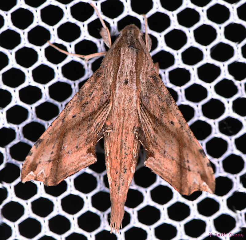 Resting Eupanacra moseri (reddish form), Tongren, Guizhou, China. Photo: &copy; XinYi Zheng.